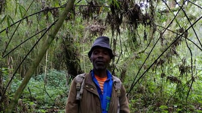 Elizafan Semkore, a 57 year old trail guide working in the Virunga Mountains, Rwanda, en route to the Susa group of mountain gorillas. Courtesy Phil Sands for The National