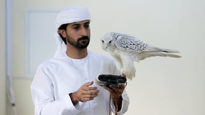 Mohammed Al Kamda with his falcon Dana at the hatching area at his farm in Al Awir in Dubai. Pawan Singh / The National