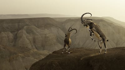 'Life on the edge', two Nubian ibex at Zin Desert, Israel, by Amit Eshel, has won the Animals in their Environment award. Amit Eshel / Wildlife Photographer of the Year / PA