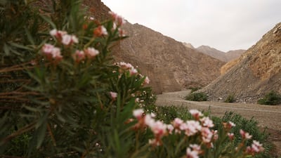 Fujairah’s Wadi Wurayah became the UAE’s first national park in 2013. It has become the country’s latest addition to Unesco's World Heritage list. Reuters