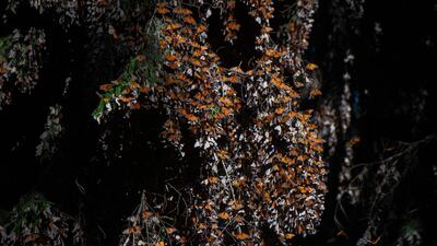 Monarch butterflies are seen at the Rosario Sanctuary, their winter home, in Michoacan state, Mexico, on February 11, 2022. AFP