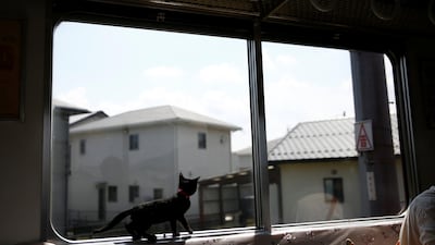 A cat walks near a window in a train cat cafe, held on a local train to bring awareness to the culling of stray cats. Kim Kyung-Hoon / Reuters