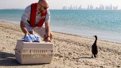 Dr Peter Jaworski, a bird specialist at the Modern Veterinary Clinic in Al Safa, releases JJ, a rare socotra cormorant, on the shore of Antarctica in Dubai's The World islands.