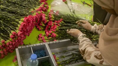 Carnations for shipments to the UK are prepared at a flower factory in Antalya. Getty