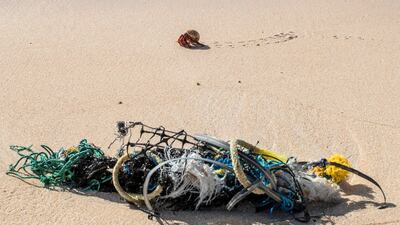 Crab walks past a fish aggregation device. Iain McGregor/STUFF