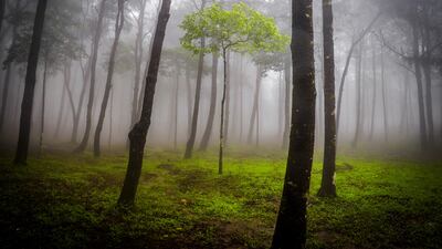 Honorable Mention, Plants and Fungi, Jake Virus, US. A spooky forest in Ba Vi National Park in Vietnam.