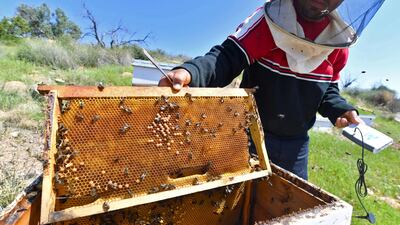 Tunisian beekeeper Elias Chebbi holds a honeycomb in one hand and a locally-made SmartBee device in the other in Testour in the Beja province. AFP