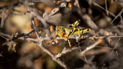 a young desert locust that has not yet grown wings is stuck in a spider's web on a thorny bush in the desert in the semi-autonomous Puntland region of Somalia. AP