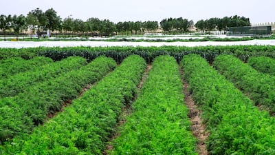 The massive organic farm in the middle of the Al Ain desert.