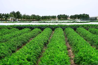 Emirates Bio Farm at Al Ain, a massive organic farm in the middle of the Al Ain desert. Victor Besa / The National