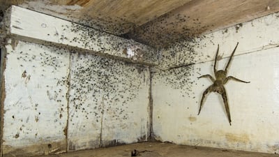 The spider room by Gil Wizen, showing a venomous Brazilian wandering spider hiding under his bed in Canada, won Wildlife Photographer of the Year: Urban Wildlife Award. Gil Wizen / Wildlife Photographer of the Year