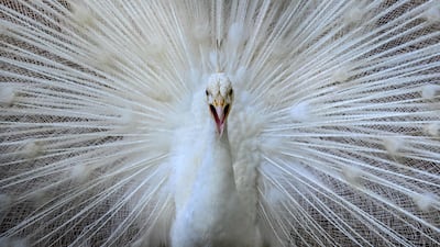 A white peacock at Sri Lanka's National Zoological Gardens in Dehiwala, with the zoo marking its 90th anniversary. AFP