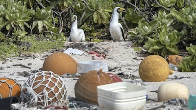Masked boobies nest near rubbish. Iain McGregor/STUFF