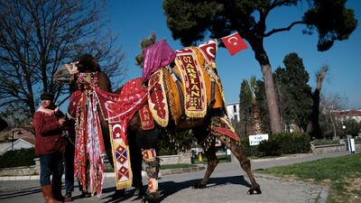 Wrestling camel Ozarslan Bey, adorned with colourful ornaments, is paraded during the Camel Beauty Contest.