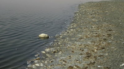 Environment Agency Abu Dhabi is investigating the cause of death of dozens of fish washed up off Zakher lake.
