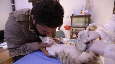 Mohammed Alaa al-Jaleel comforts a feline patient on her back as an ultrasound probe is rolled across her pregnant belly at Ernesto's Cat Sanctuary. AFP