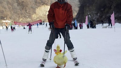 The winner: A yellow duck was first down the slopes. The 40 human competitors were allowed to place their animals on skis or sledges, or could guide the pet with a lead while skiing, the report said.