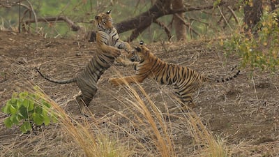 Wildlife photographer Aishwarya Sridhar was only 14 when she first met Maya, right, during a visit the Tadoba Andhari National Park. National Geographic