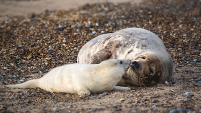A seal with a young pup in Blakeney Point in Norfolk, UK. PA