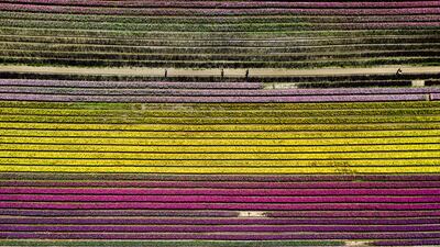 Rows of tulips at the Harrison Tulip Festival, in Agassiz, British Columbia, western Canada. AP