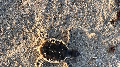 A baby hawksbill turtle makes its way into the sea at Saadiyat beach. Insun Woo/NYUAD