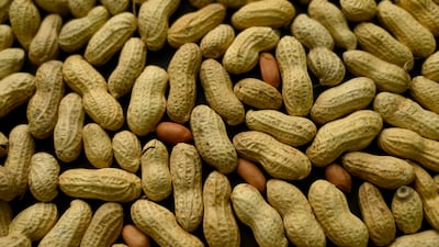 Young children might be able to overcome peanut allergies if introduced to the allergens earlier in life. AP Photo
