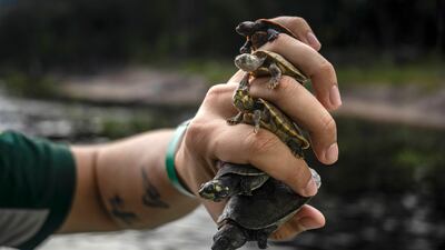 An environmental agent from the Chico Mendes Institute for Biodiversity Conservation holds five species of turtle hatchling to be released into the wild near Manaus, Brazil. EPA