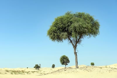 A Ghaf tree
