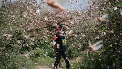 A local farmer Theophilus Mwendwa tries to chase away a swarm of desert locusts in the bush near Enziu, Kitui County, Kenya. EPA