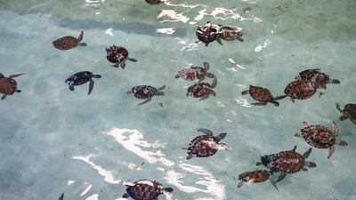 Sea turtles are seen during rescue and rehabilitation at the Texas State Aquarium Wildlife Rescue Center in Corpus Christi, Texas. AP