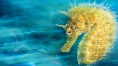 Davide Lopresti / UPY 2016