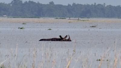 An Indian one-horned rhinoceros wades through flood waters at a wildlife sanctuary in India's north-eastern Assam state. Biju Boro / AFP / August 17, 2017