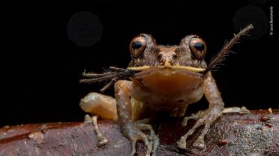 Bon appetit by Lucas Bustamente, Ecuador. Night hikes through the Ecuadorian jungle are one of Bustamente’s favourite activities. With a keen interest in herpetology, he was overjoyed to spot this labiated rain frog which are abundant in the region. It had just caught a baby tarantula and its comical expression said ‘caught in the act!’ Lucas Bustamente / Wildlife Photographer of the Year