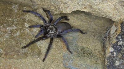The first tarantula species to be discovered that is native to the UAE. Courtesy Priscilla van Andel