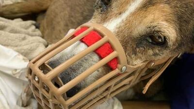 Ms Francis took her to the vet, who operated to remove the pellet, treated a large mass that was protruding from her bottom and slowly nursed her back to health.