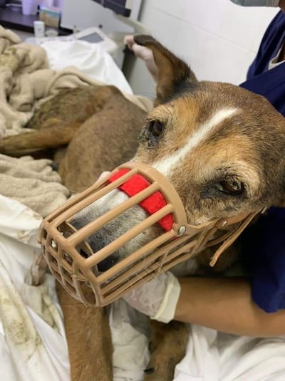 Now recovered from her ordeal, Animals and Us is looking to rehome Jenny with a caring owner. Photo: Michelle Francis