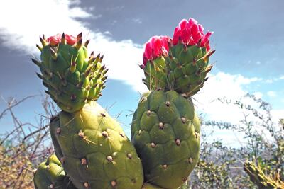 The oil extracted from the prickly pear is the newest hero ingredient in haircare. Getty Images