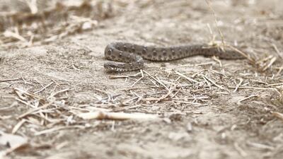 Named after the frightening saw-like sound it makes by rubbing its scales over one another, it is responsible for a sizeable proportion of the tens of thousands of snakebite deaths in India each year. Getty Images