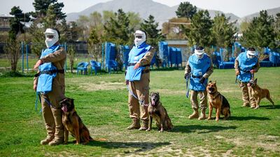 Afghan dog handlers stand as explosive detection dogs sit next to them during a practice session at the Mine Detection Centre in Kabul, Afghanistan. AFP