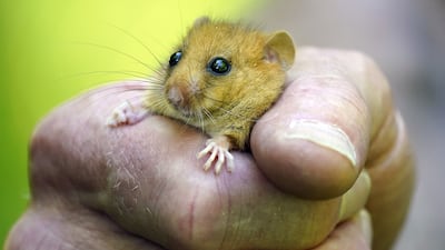 Britain's National Trust says a dormouse waking early is a worrying indicator of climate change. PA