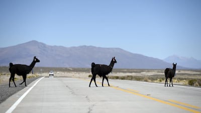 Lamas cross a road on September 16, 2014 during the reconnaissance for the next Dakar Rally 2015. Franck Fife / AFP / September 16, 2014