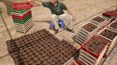 June 12, Abdullah Yousif, a special needs employee of the Desert Group, packs small pots at the company's nursery in Khawaneej. June 12, Dubai, United Arab Emirates. (Photo: Antonie Robertson/ The National)