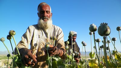 Afghan poppy farmers say that although producing opium is forbidden in Islam, they have no choice but to continue. Photo: AFP