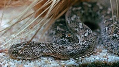A saw-scaled viper, like this one pictured, was spotted in a resident's back garden last month in the Hattan community of The Lakes development in Dubai.