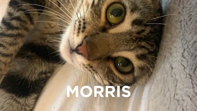 Morris, 9 months, male. He is shy but soon warms up to his humans. He likes to watch his humans going about their day and comes for the occasional cuddle next to you. He's still learning to trust, so someone who's experienced with cats would be ideal. Only-cat household, no children