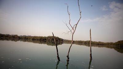 A dead mangrove tree sticks out of the water in the Eastern Mangroves near the East Road. Mangroves, natural saline habitants, are affected by erosion caused by development of the surrounding islands, widening the natural channels and thus increasing the ???