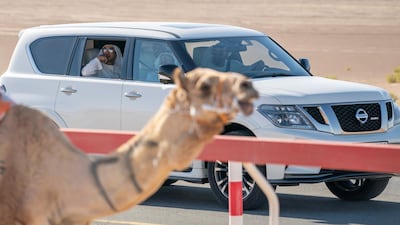 Sheikh Mohamed bin Zayed attended the camel race with Sheikh Tahnoun bin Mohammed, the Ruler's Representative in Al Ain Region and Sheikh Mansour bin Zayed, Deputy Prime Minister and Minister of Presidential Affairs. Ministry of Presidential Affairs
