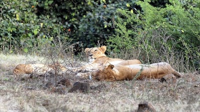 At least three suspected poachers who were apparently hunting for rhinos have been mauled to death and eaten by lions on a game reserve in South Africa. Indranil Mukherjee/AFP