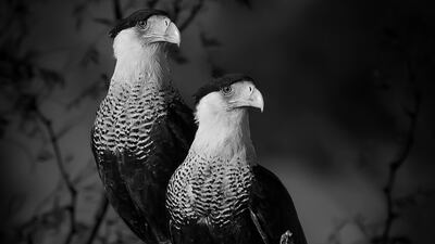 Dinorah Graue Obscura, Mexico, Open Photographer of the Year, Open Competition, Natural World & Wildlife