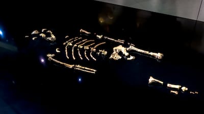Lucy is displayed at the Natural History Museum in Abu Dhabi on the ground to mimic the act of discovering her. Victor Besa / The National